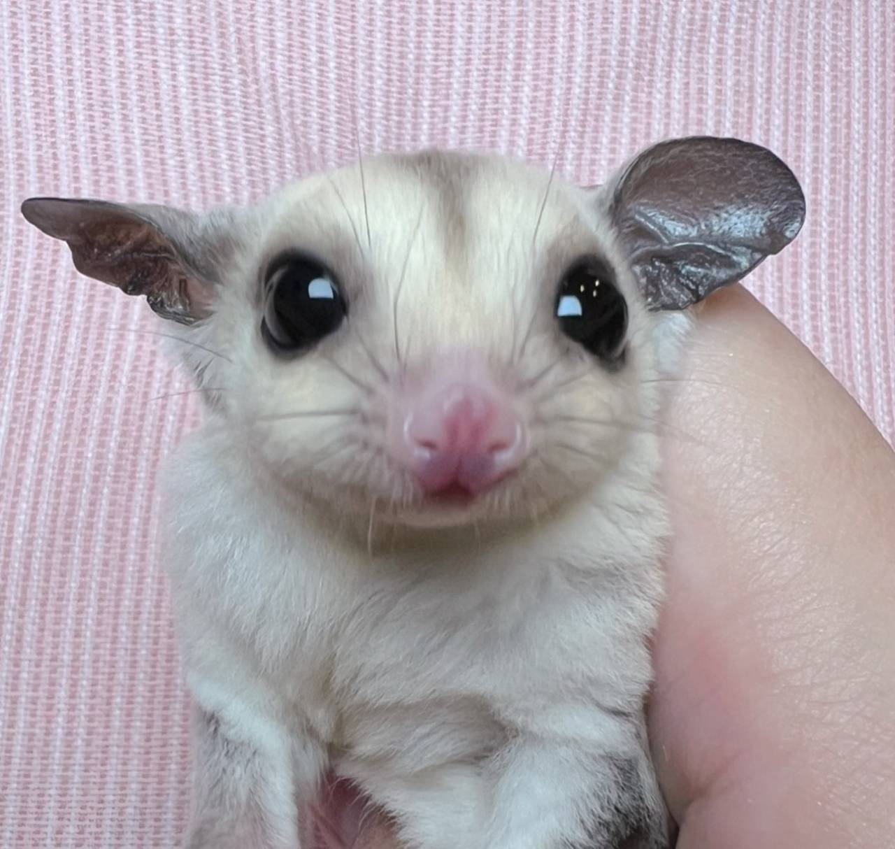 おむかえがきまりました