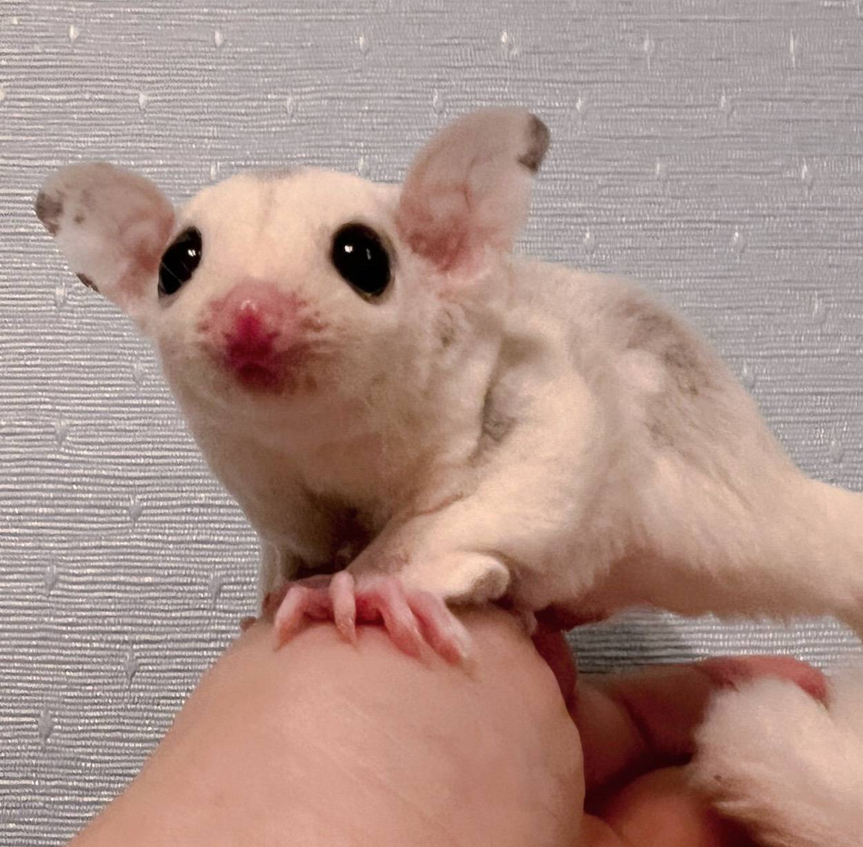 おむかえがきまりました