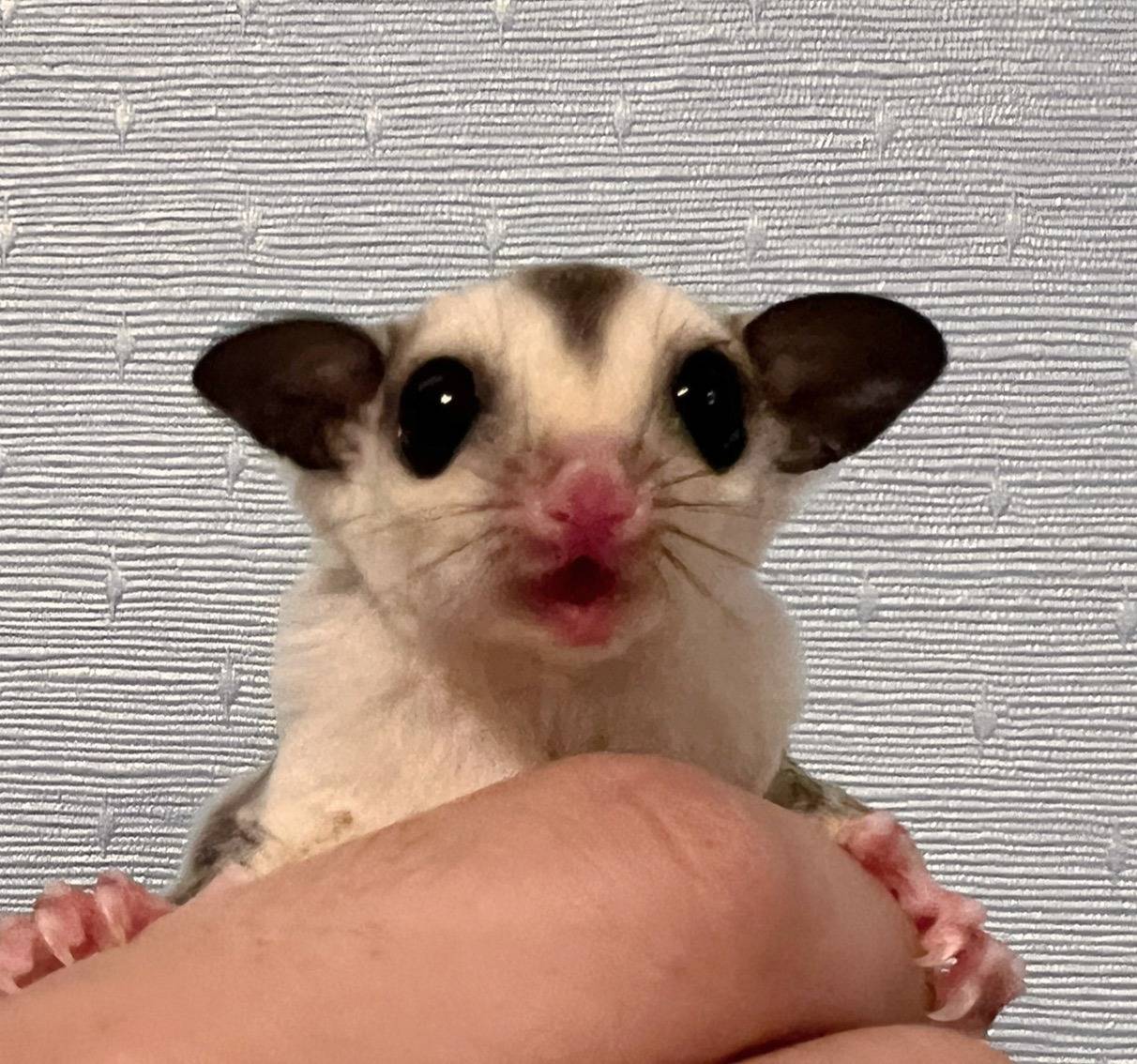 おむかえがきまりました