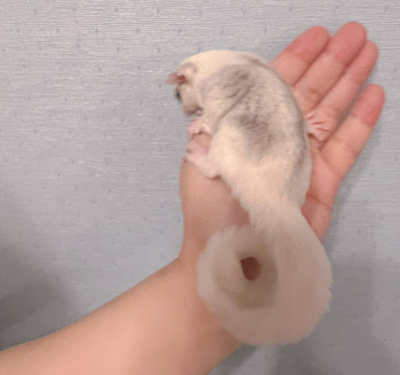 おむかえがきまりました