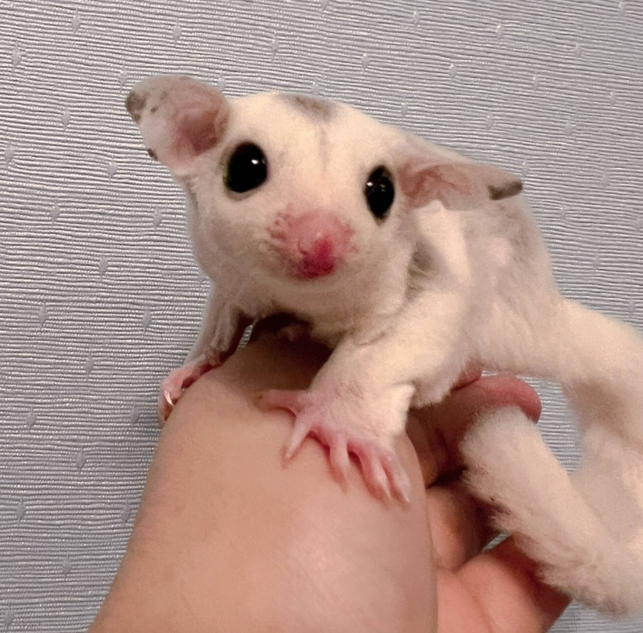 おむかえがきまりました