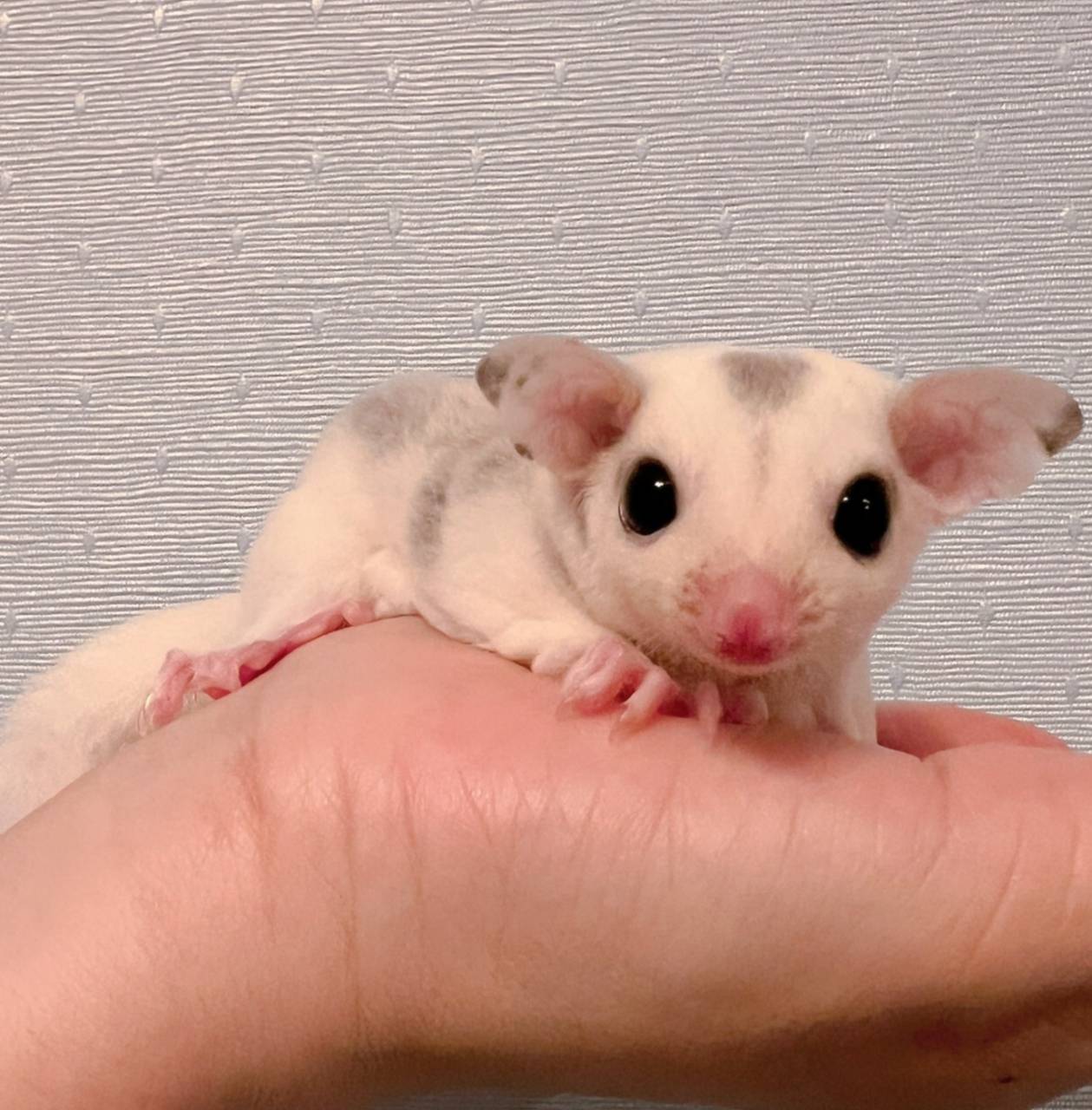 おむかえがきまりました