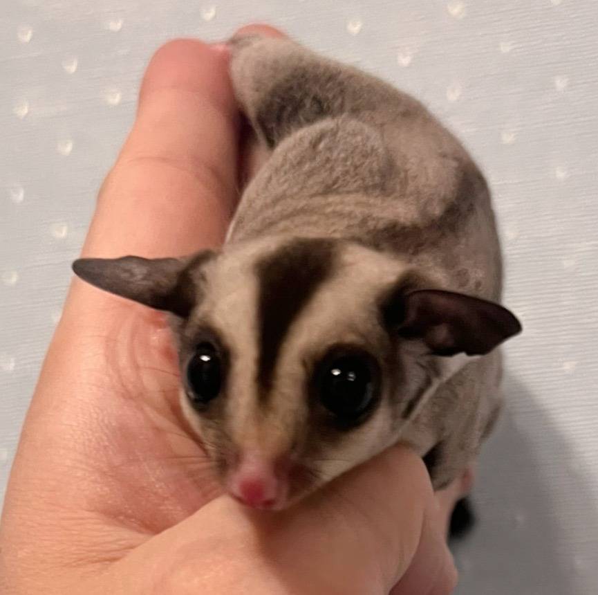 おむかえがきまりました