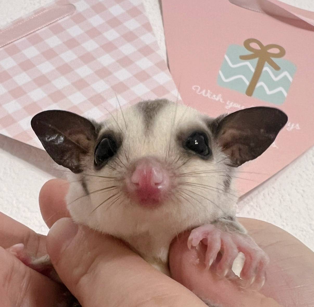 おむかえがきまりました