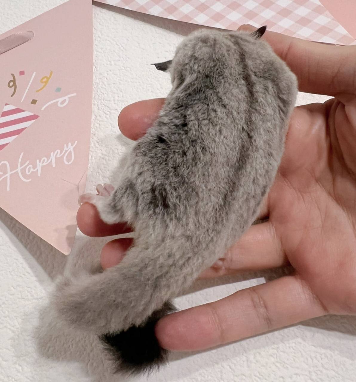 おむかえがきまりました