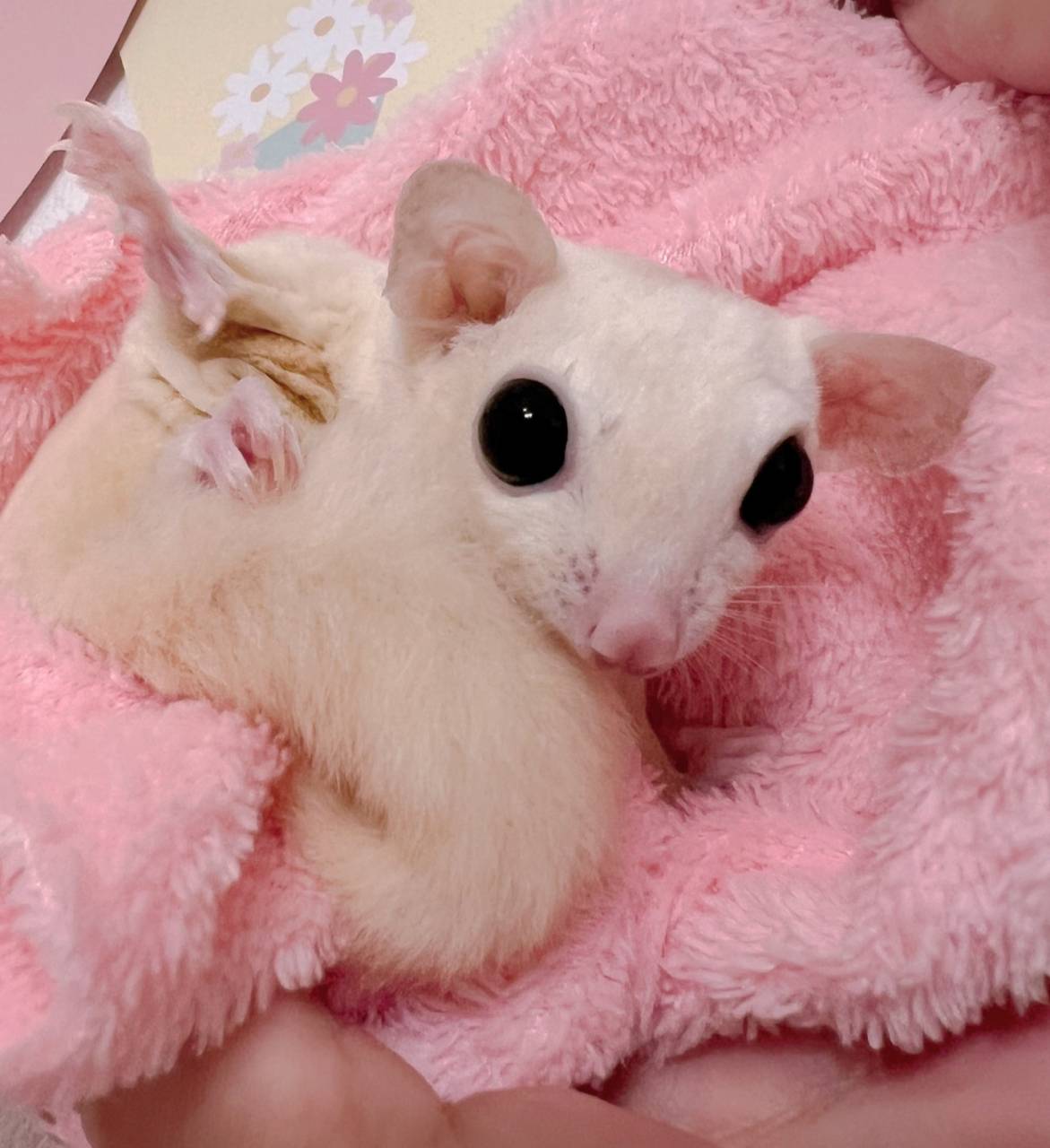 おむかえがきまりました