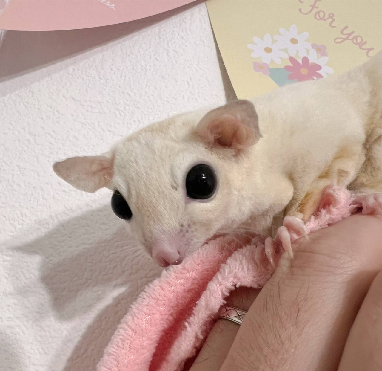 おむかえがきまりました