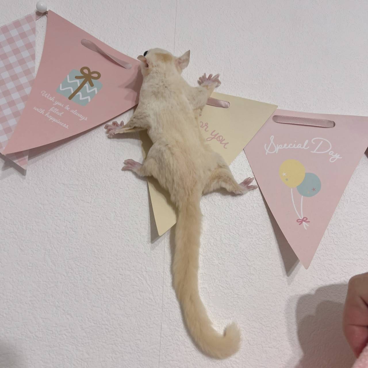 おむかえがきまりました