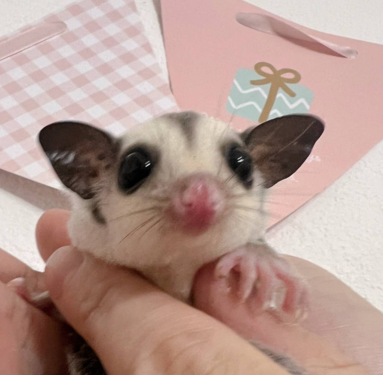 おむかえがきまりました