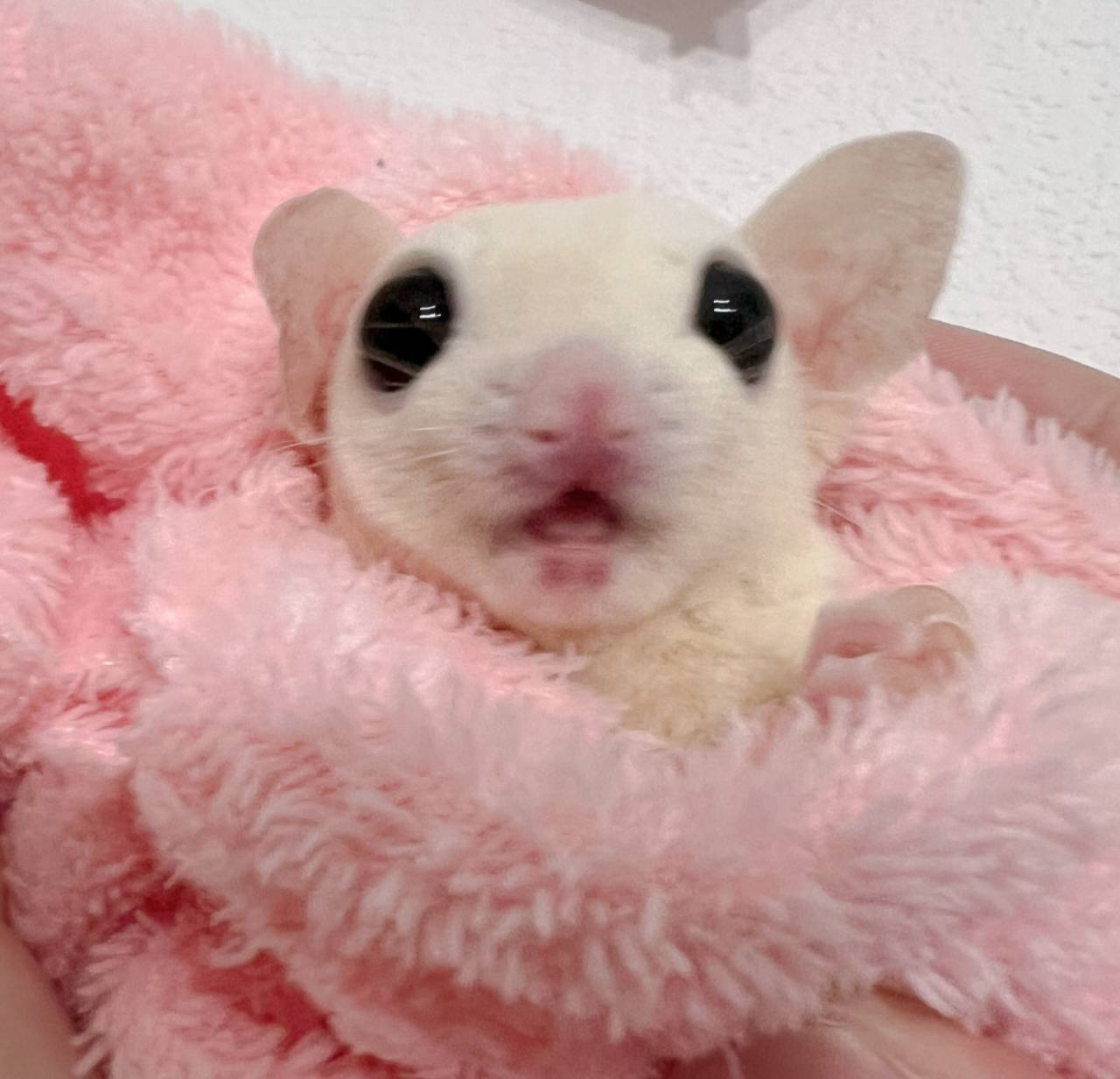 おむかえがきまりました