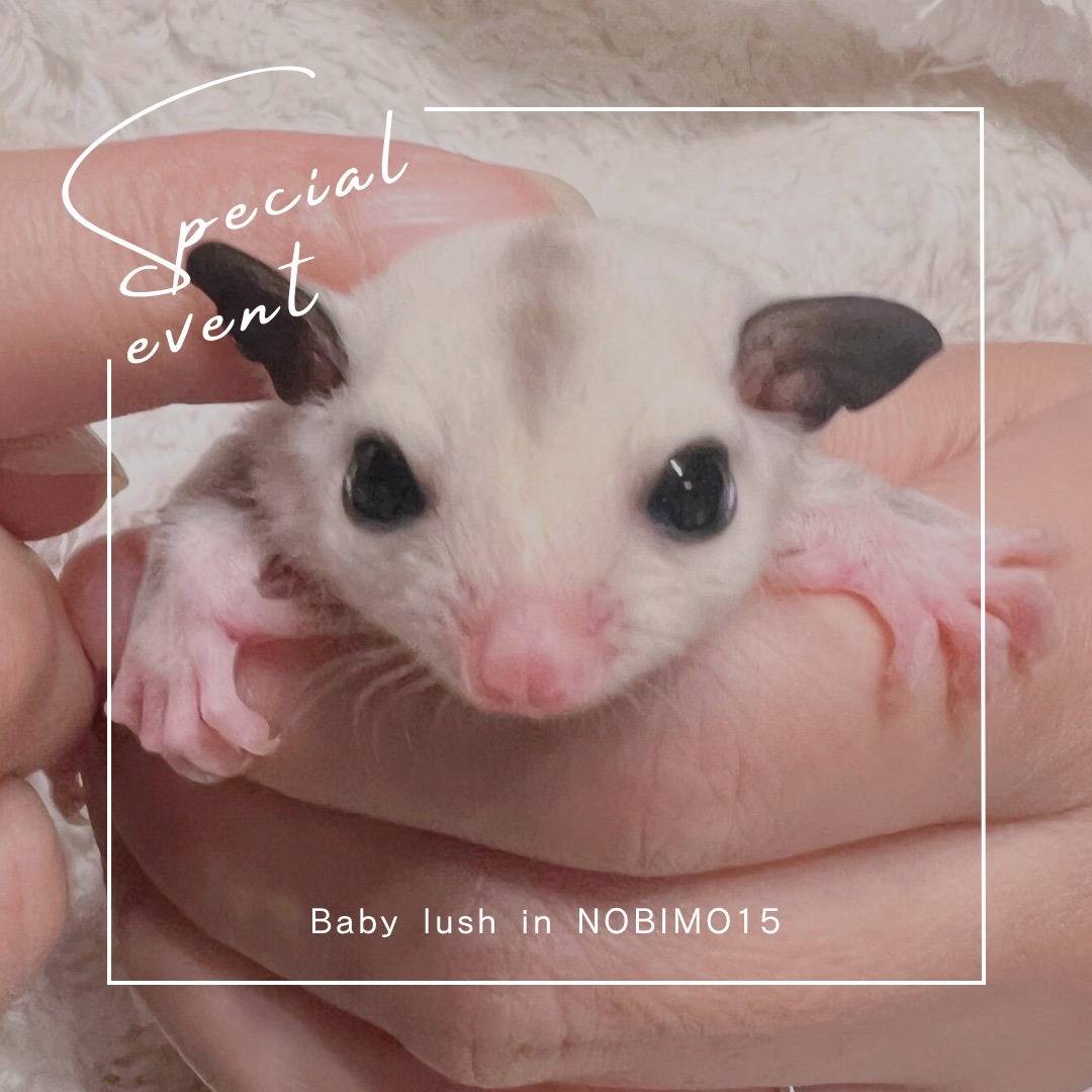 エントリーNo.10　おむかえがきまりました