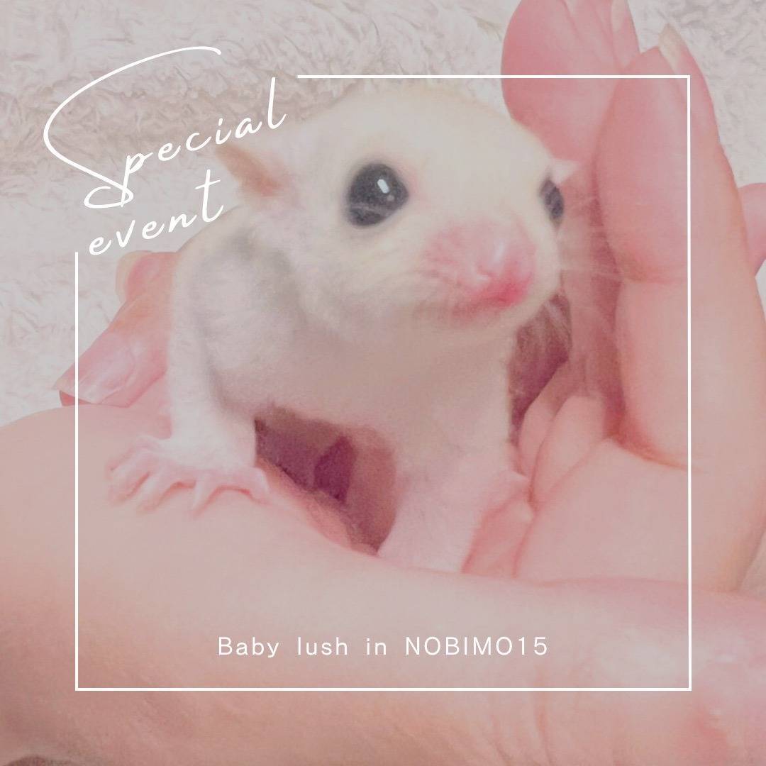 エントリーNo.７お迎えが決まりました