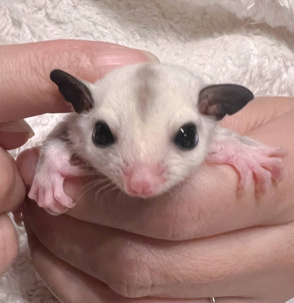 エントリーNo.10 おむかえがきまりました