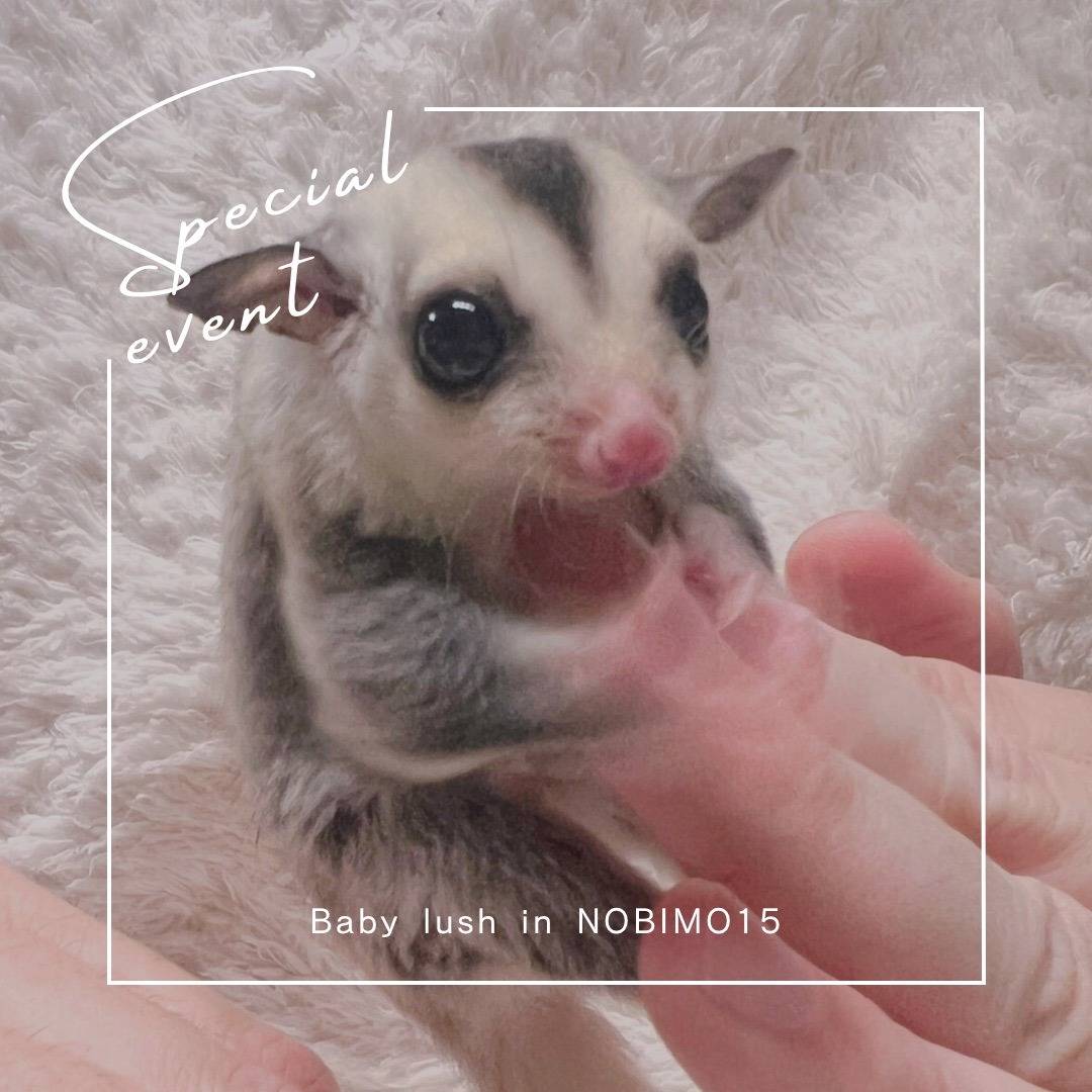 エントリーNo.４　お迎えが決まりました