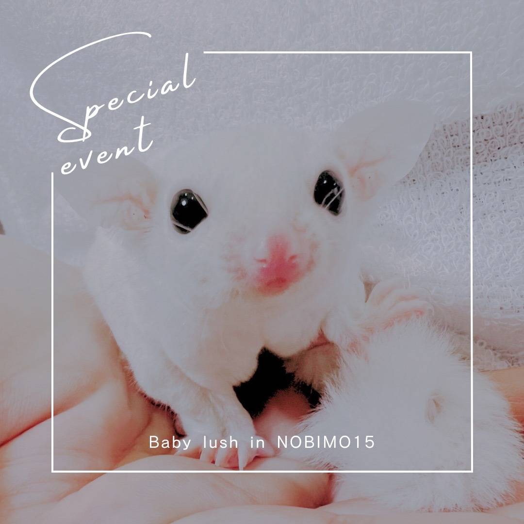 エントリーNo.12　おむかえがきまりました