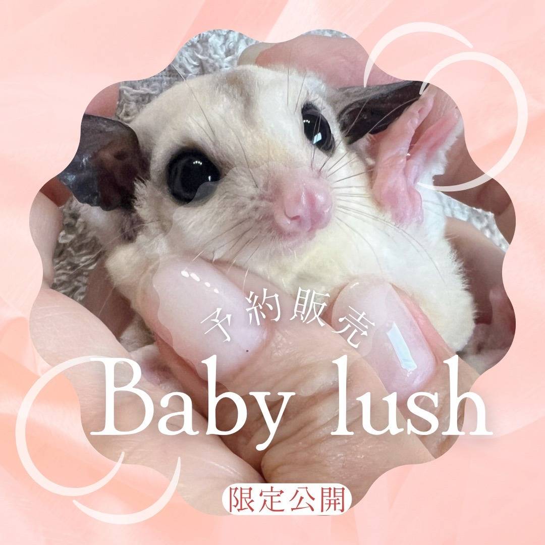 白い子Baby　No.３　おむかえがきまりました