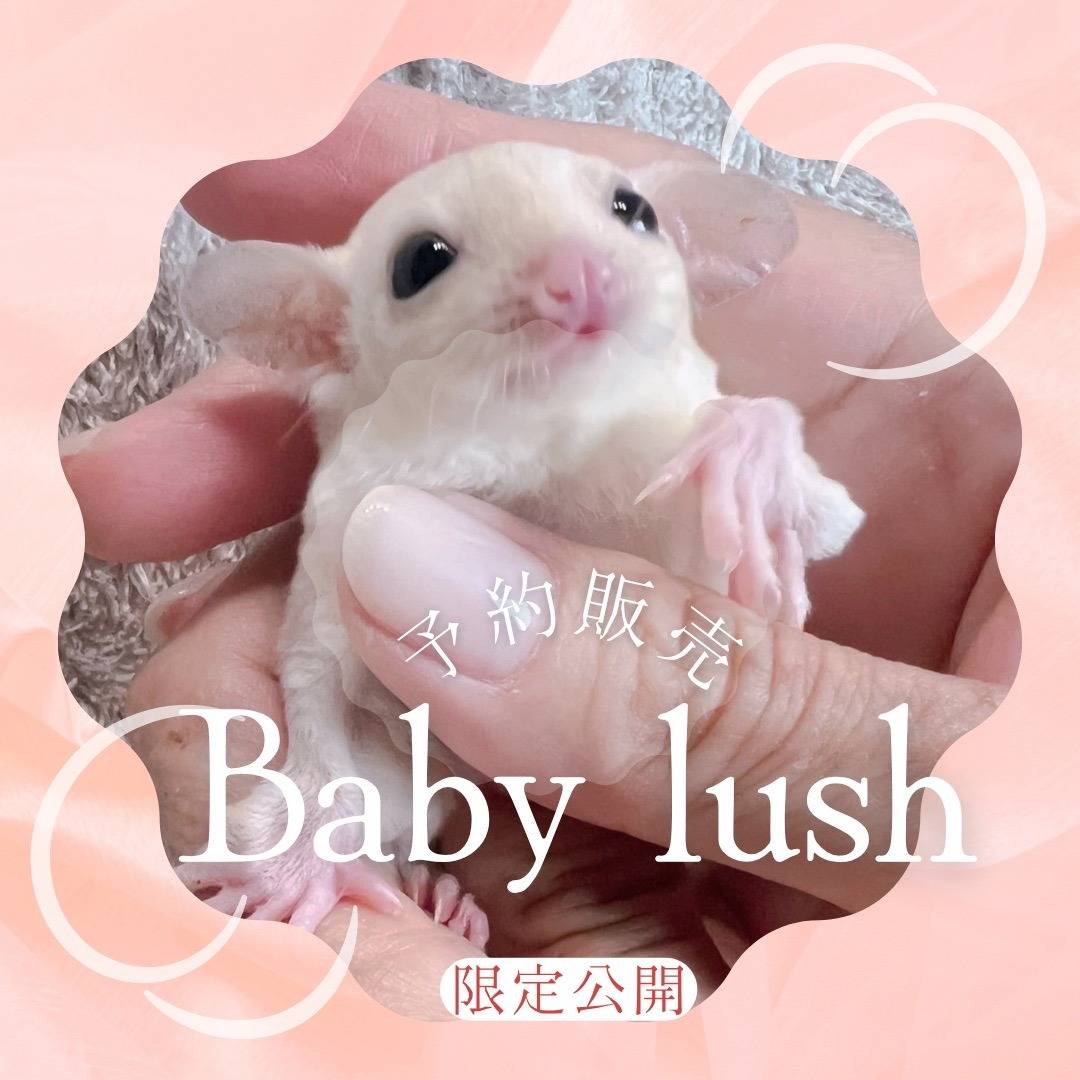 白い子Baby　No.５　おむかえがきまりました