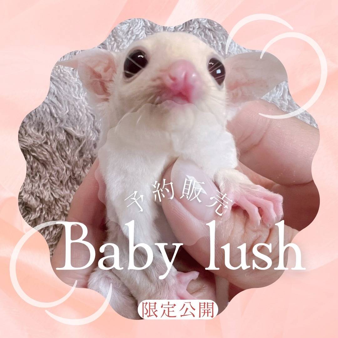 おむかえがきまりました