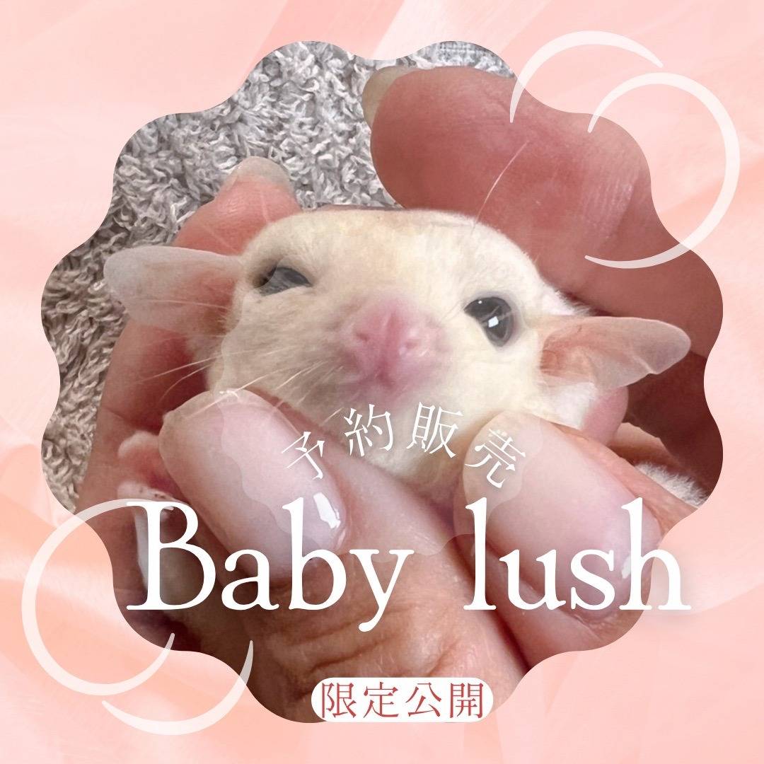 白い子Baby　No.４　おむかえがきまりました