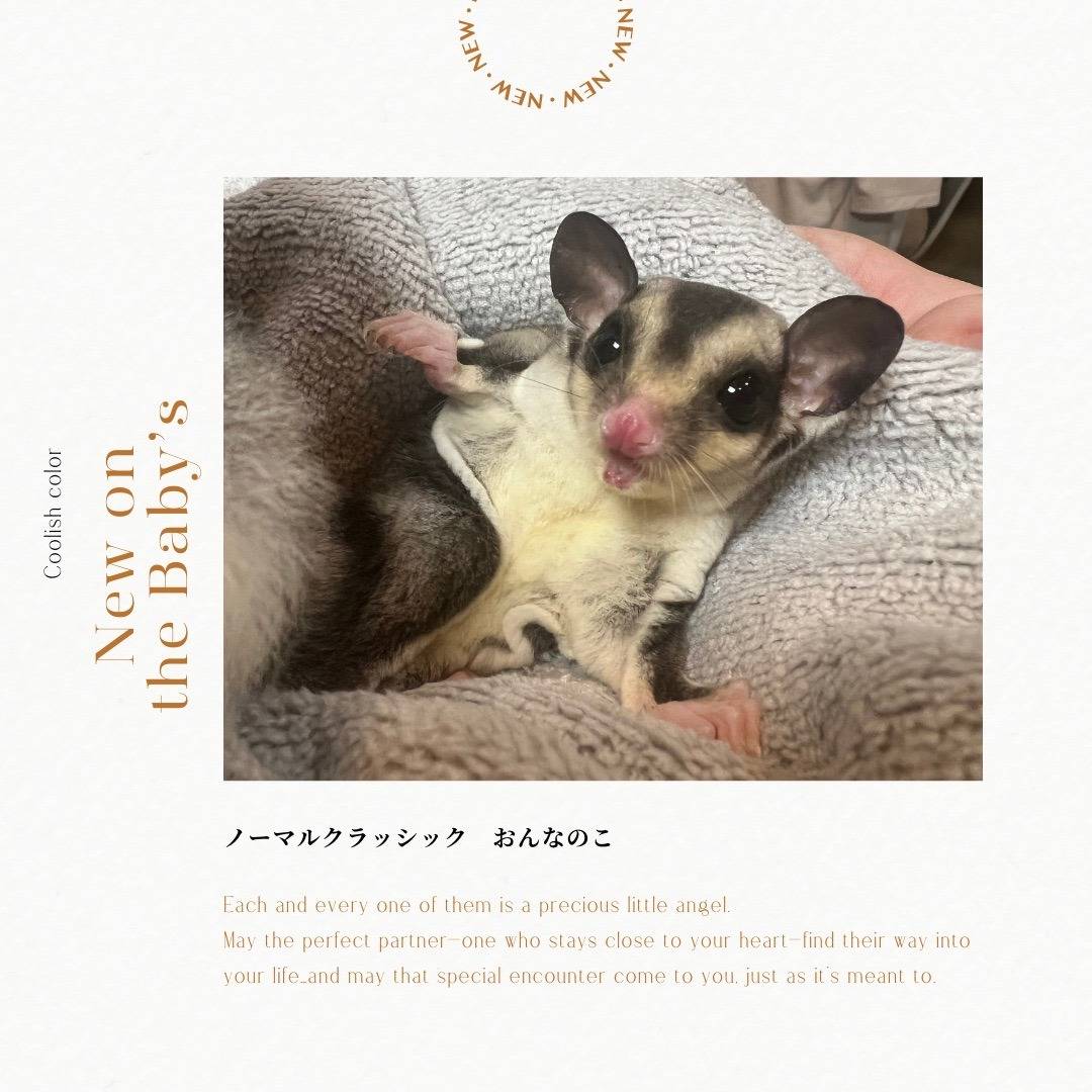 おむかえがきまりました