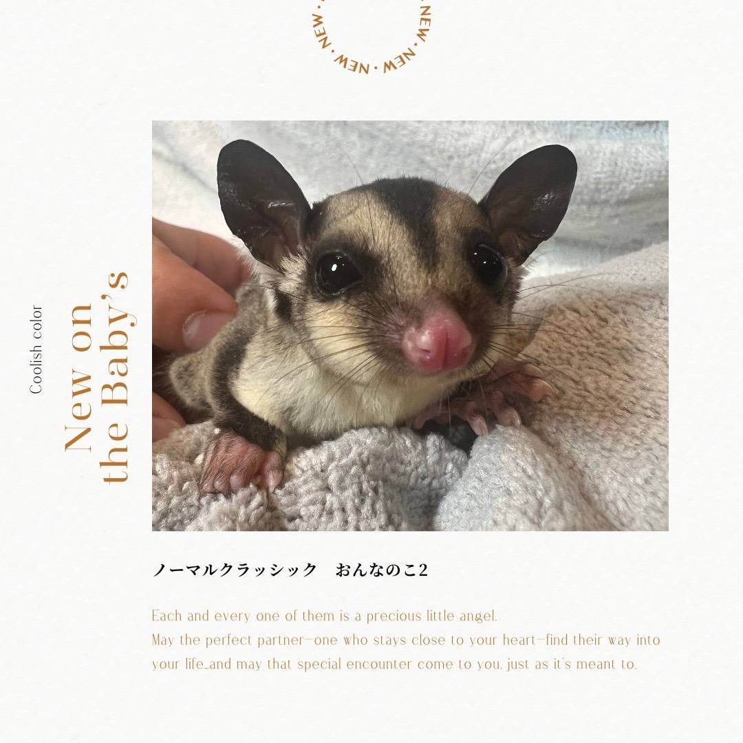 おむかえがきまりました