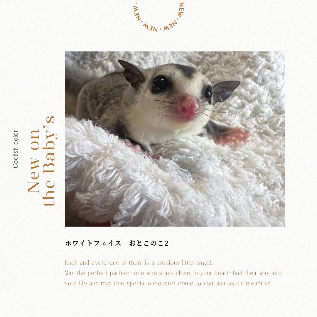 おむかえがきまりました