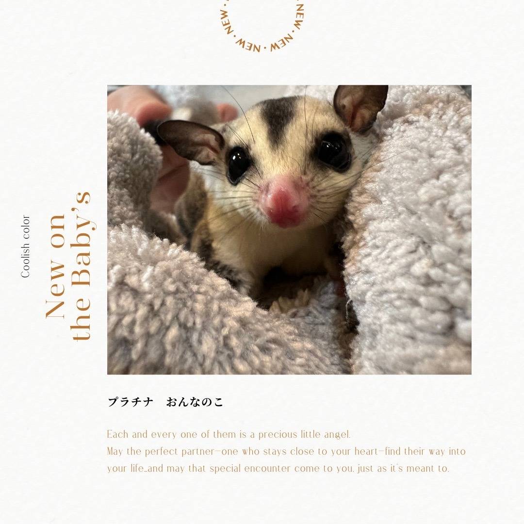 おむかえがきまりました