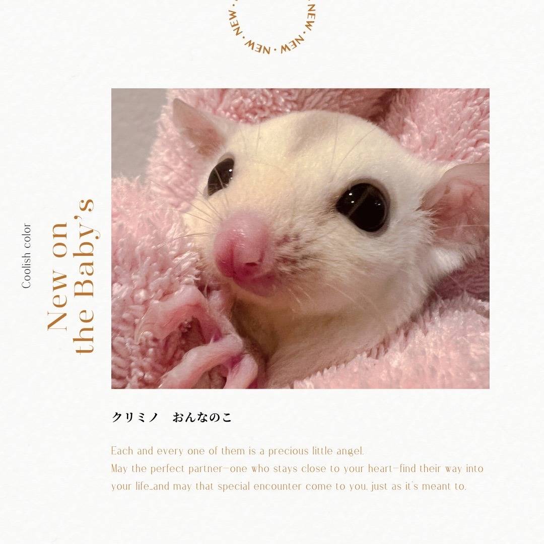 おむかえがきまりました