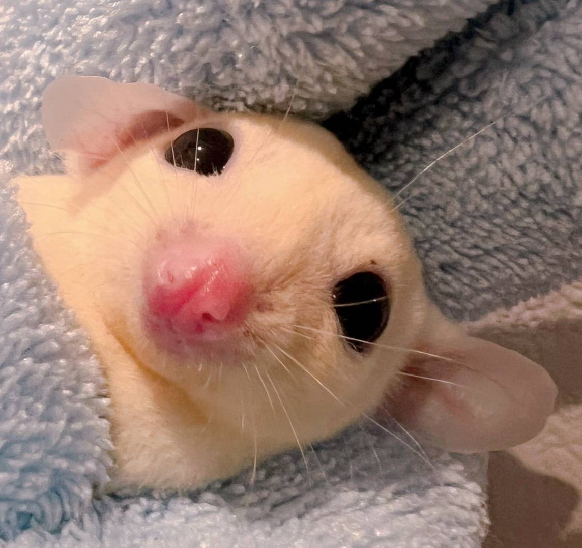 おむかえがきまりました