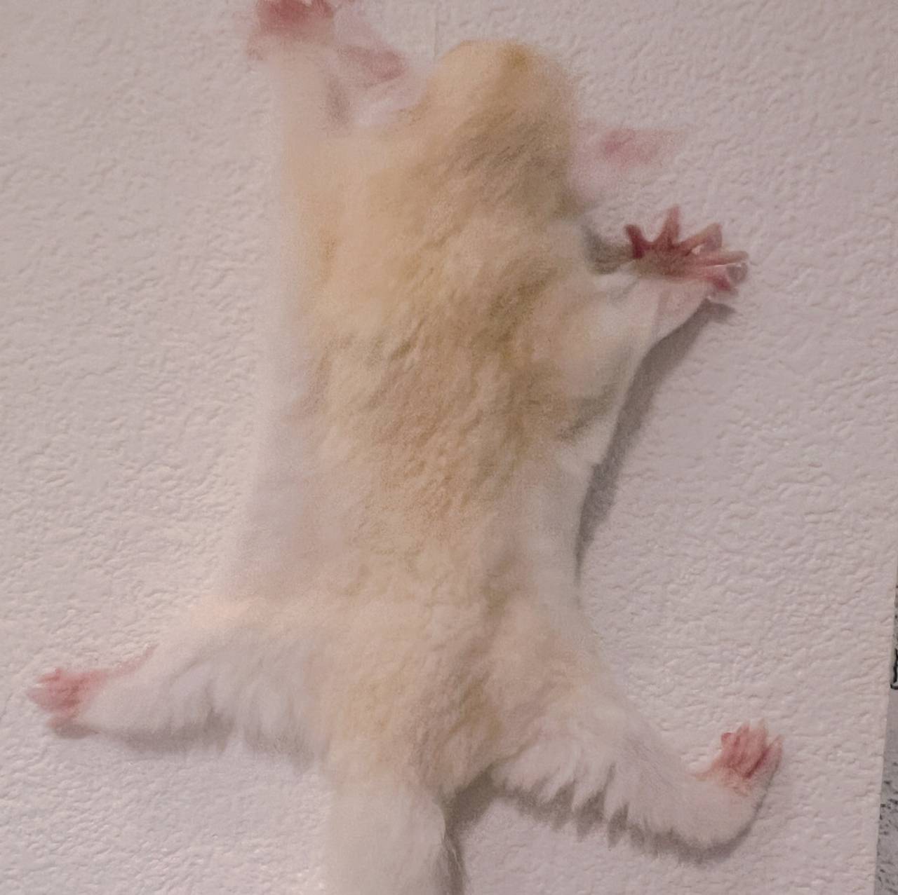 おむかえがきまりました