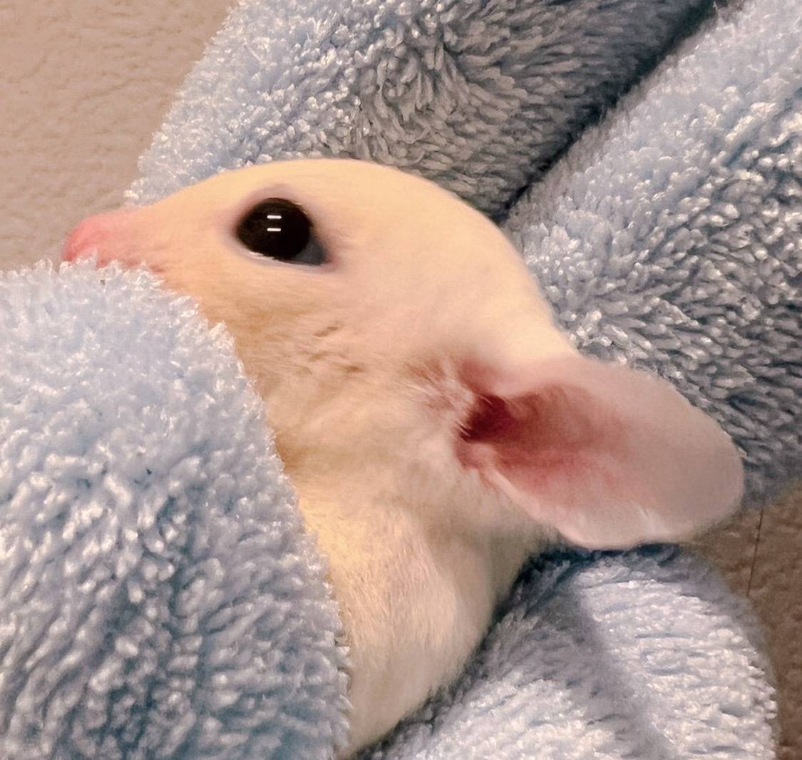 おむかえがきまりました