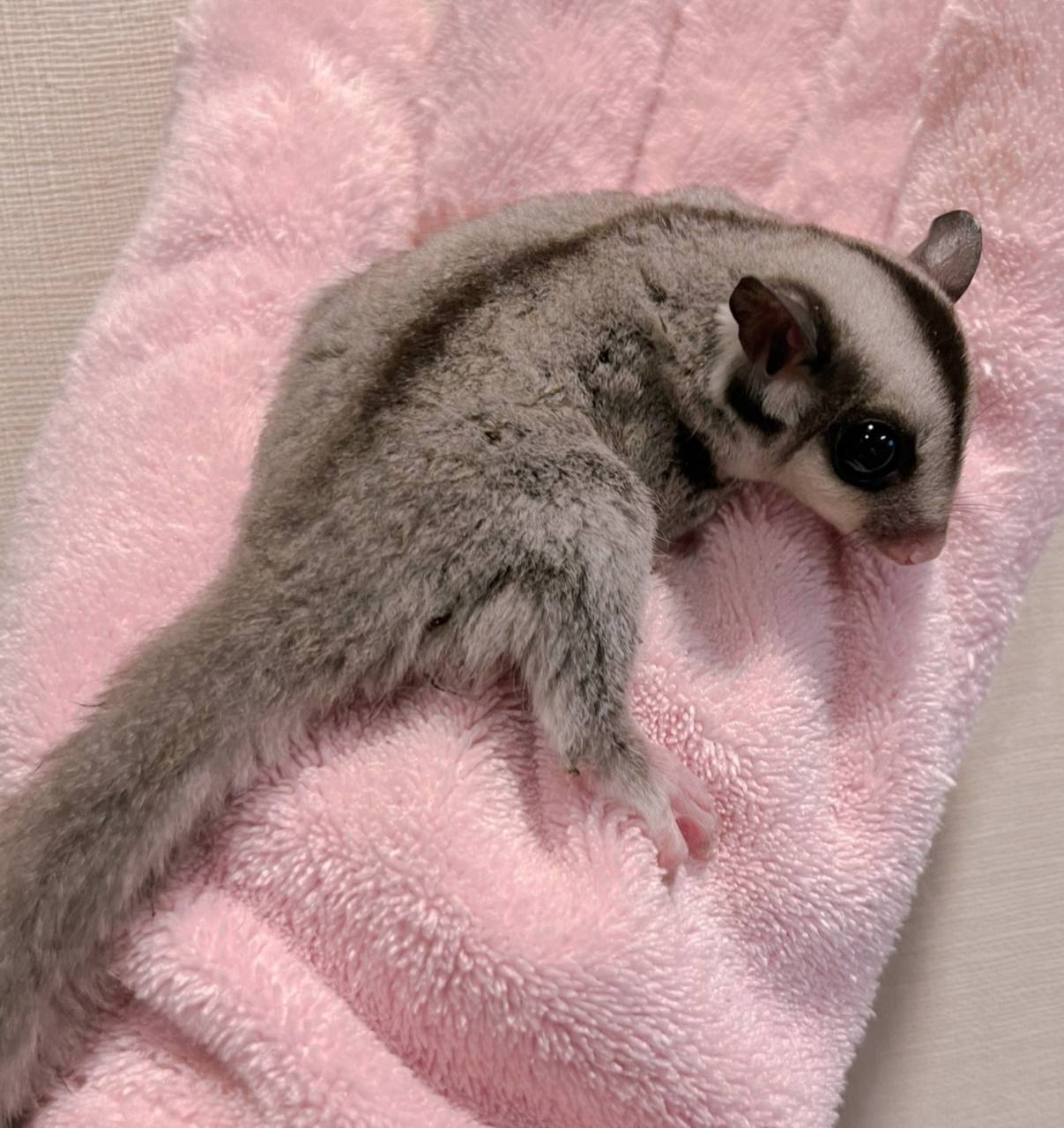 おむかえがきまりました