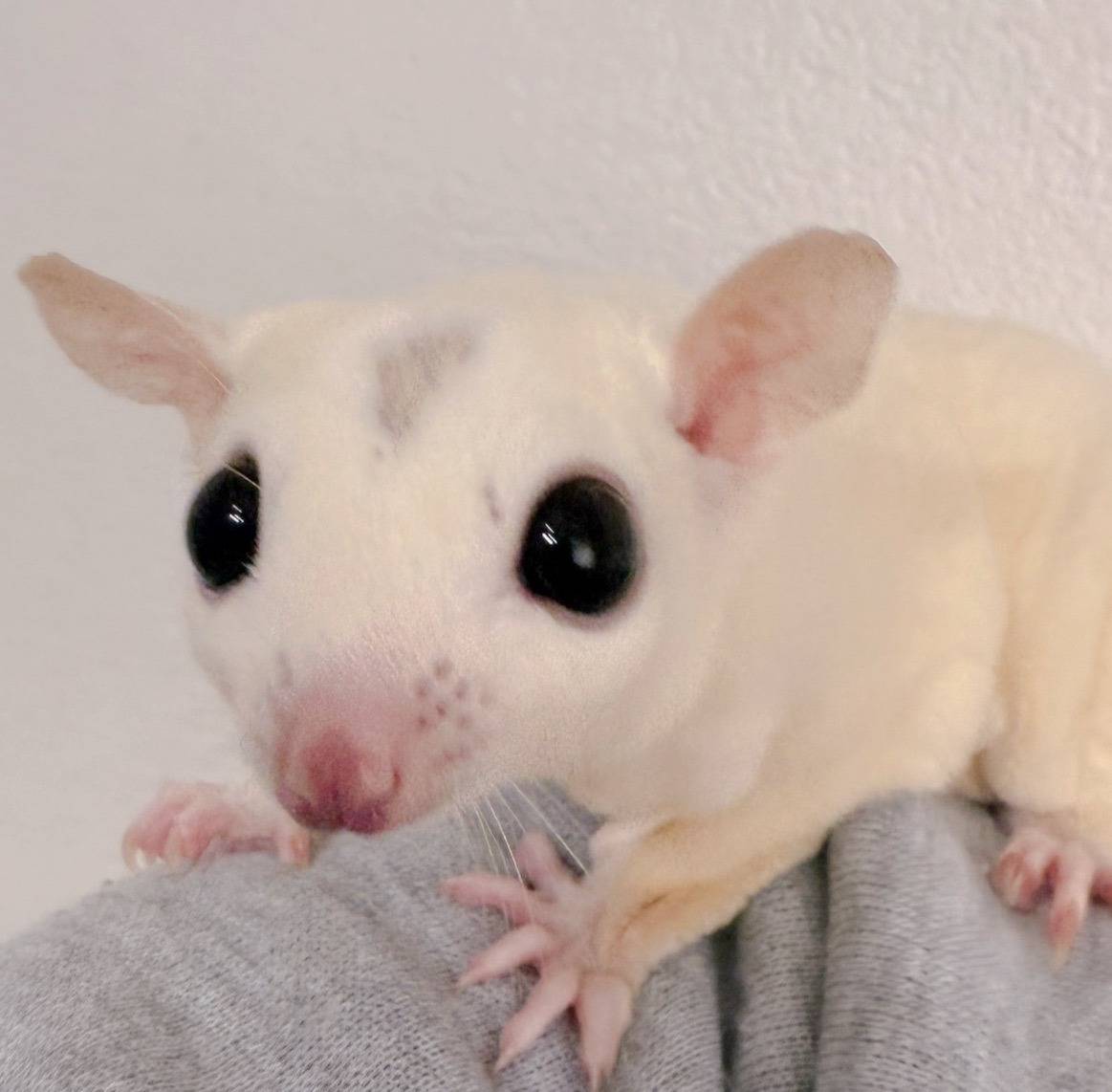 おむかえがきまりました