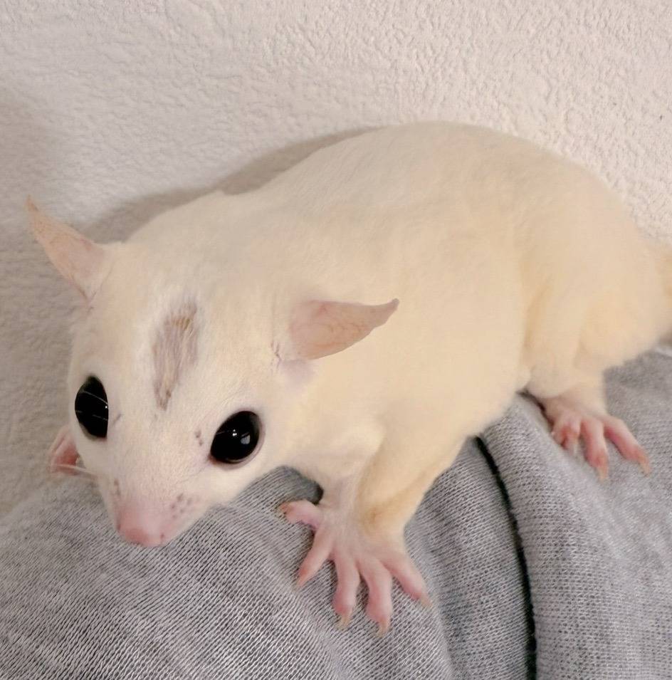 おむかえがきまりました