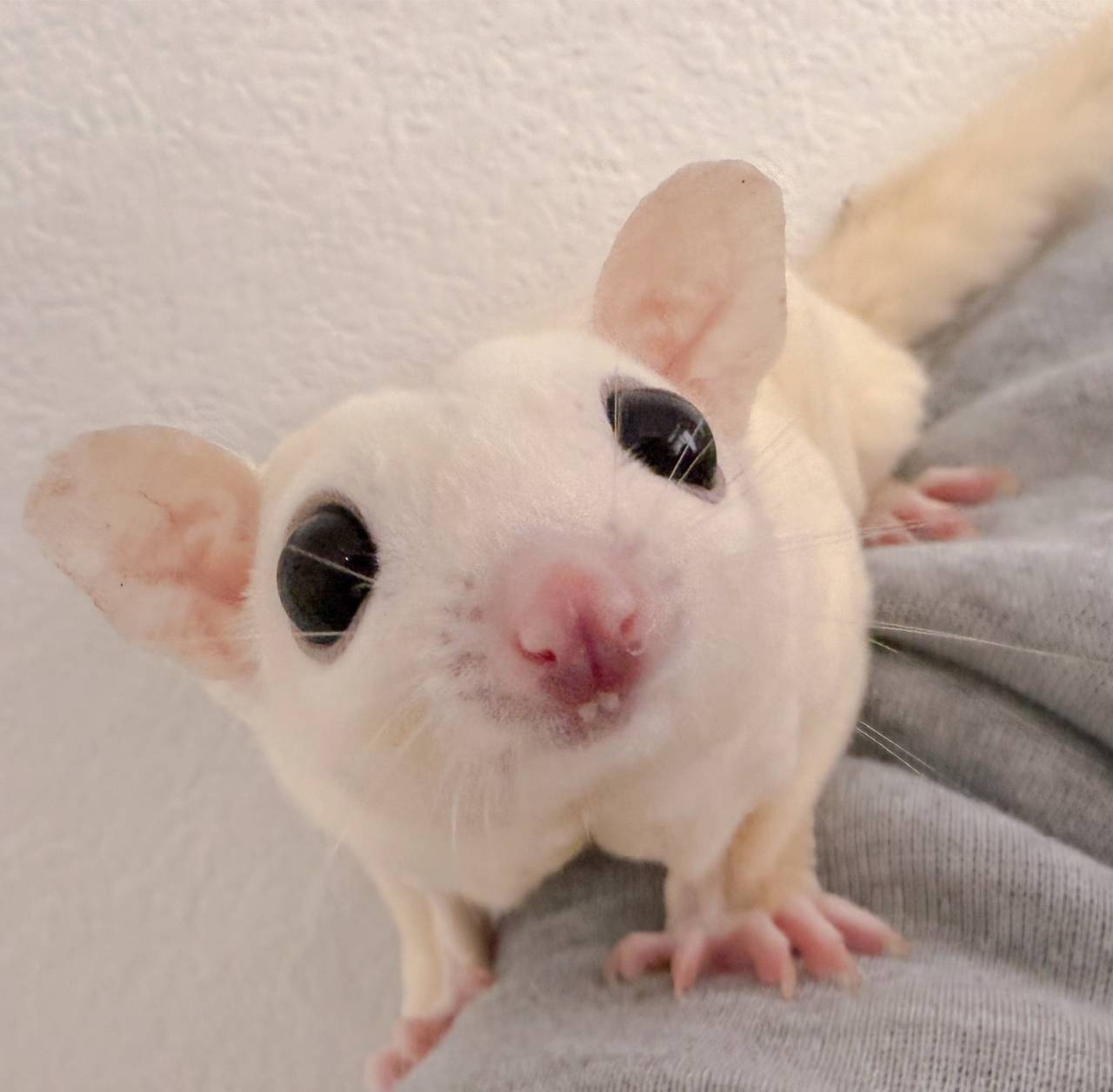 おむかえがきまりました