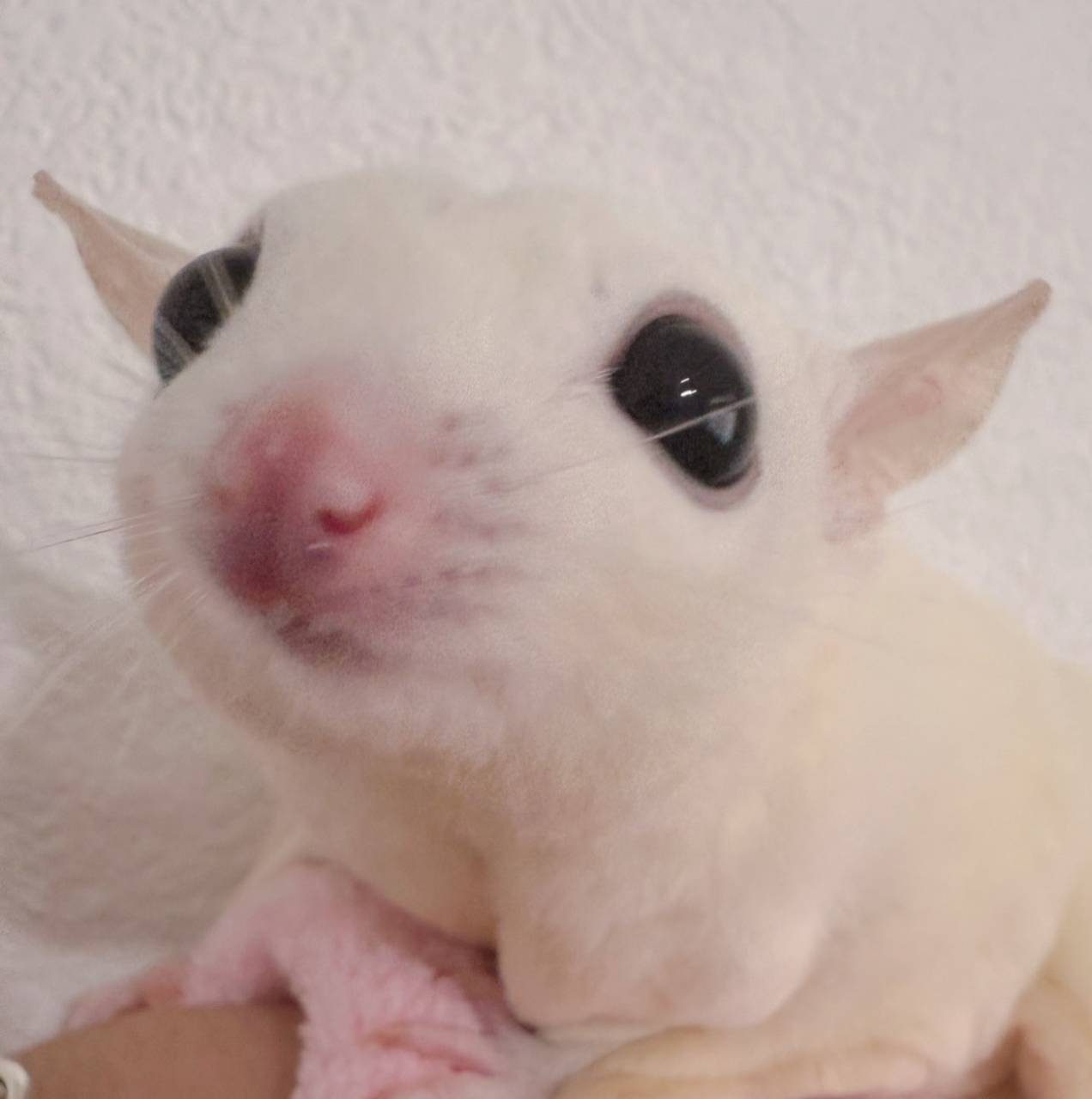 おむかえがきまりました