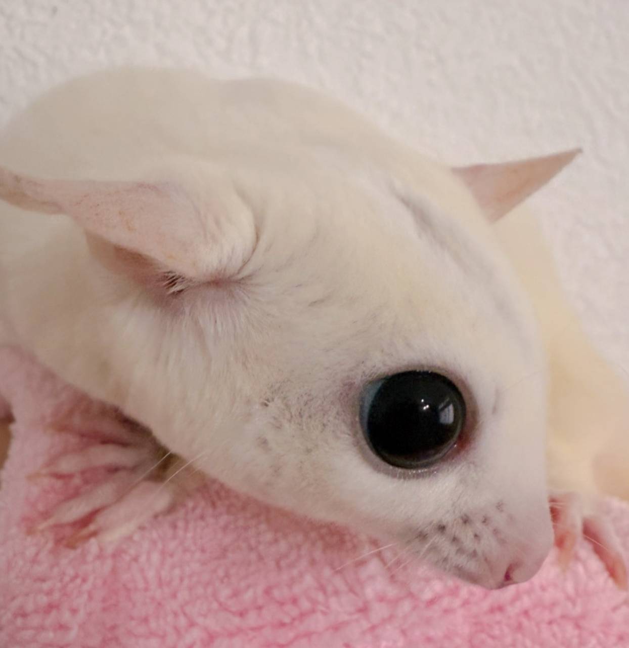 おむかえがきまりました