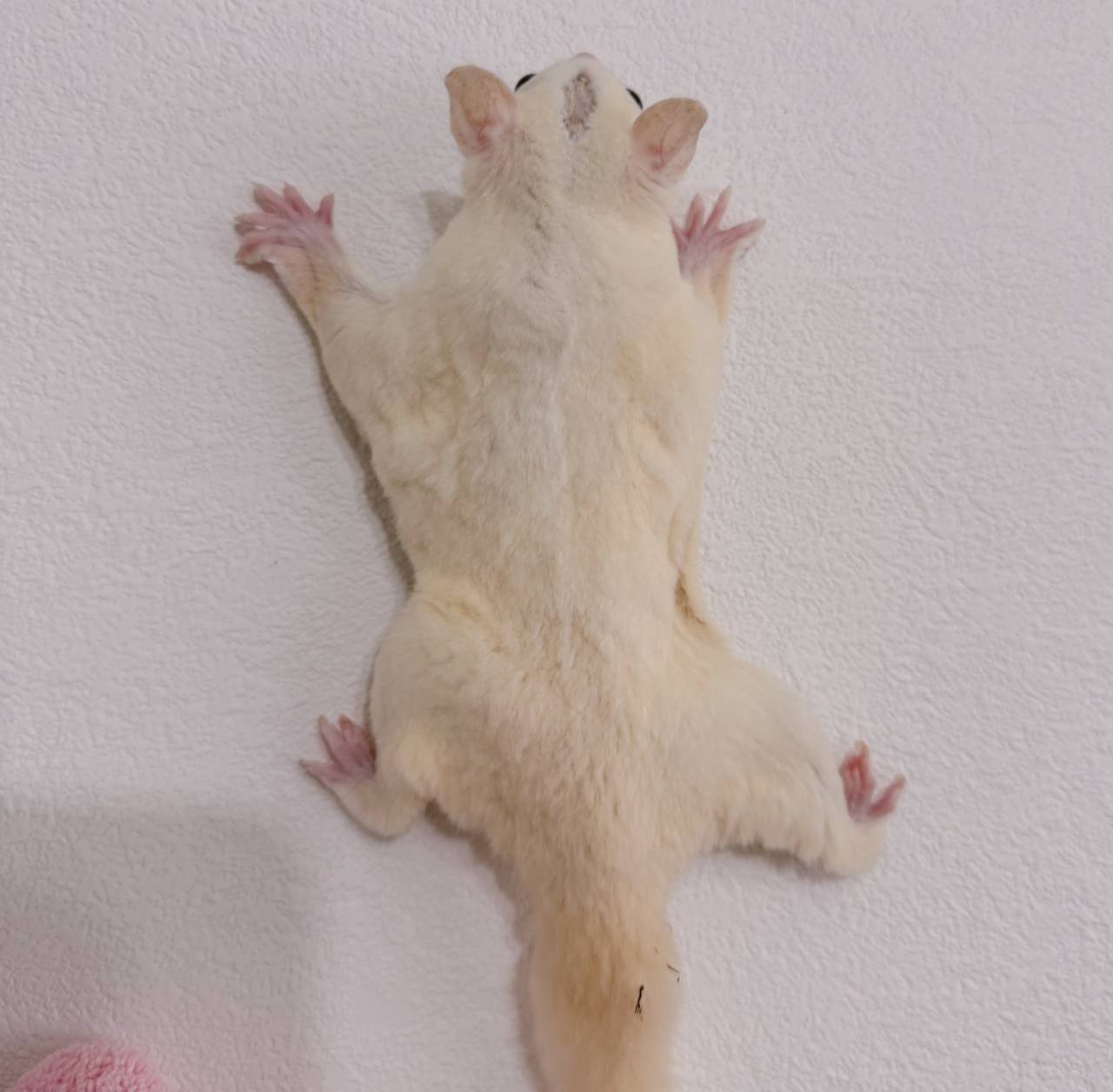 おむかえがきまりました