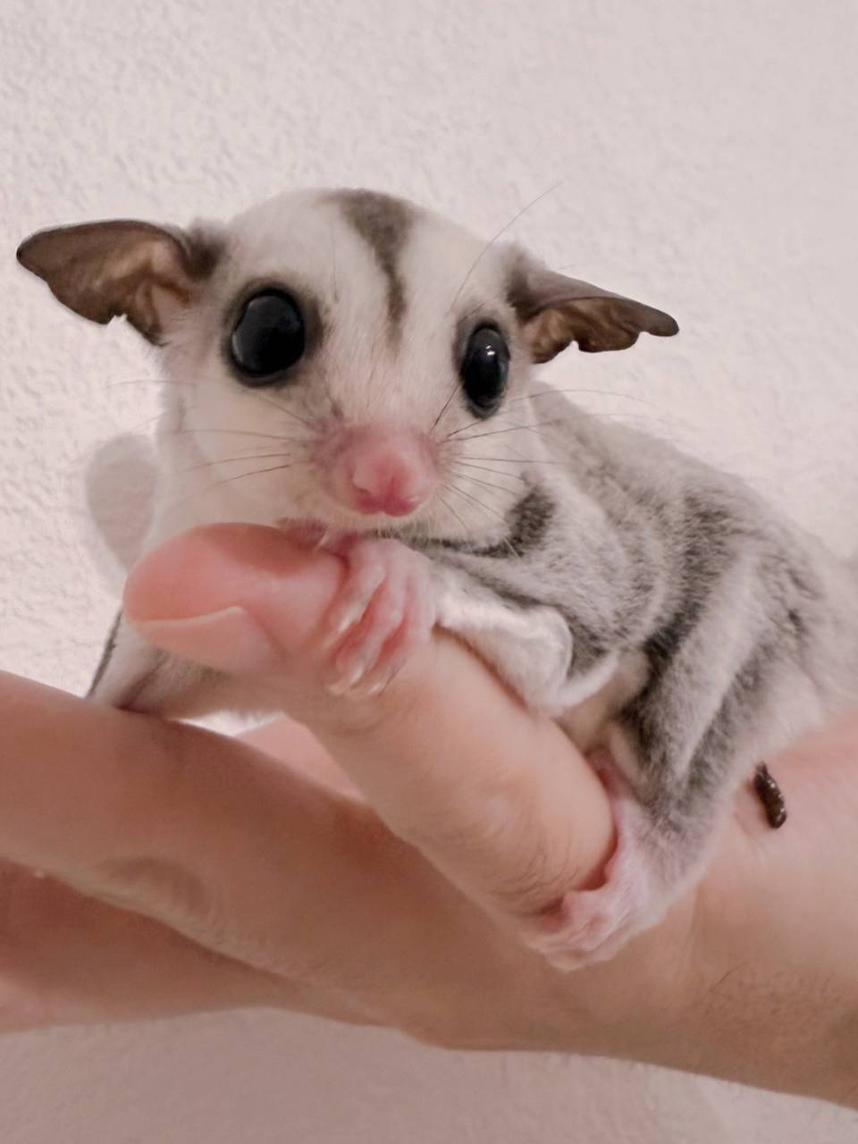 おむかえがきまりました