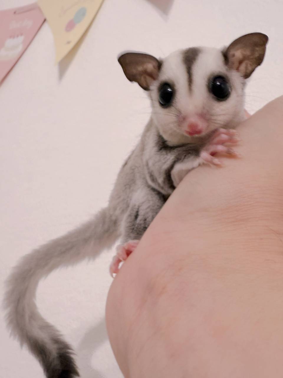 おむかえがきまりました