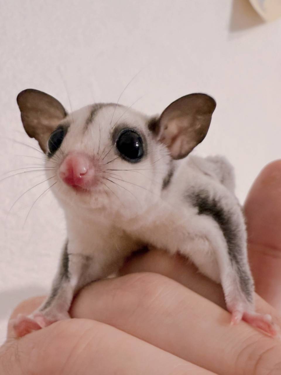 おむかえがきまりました