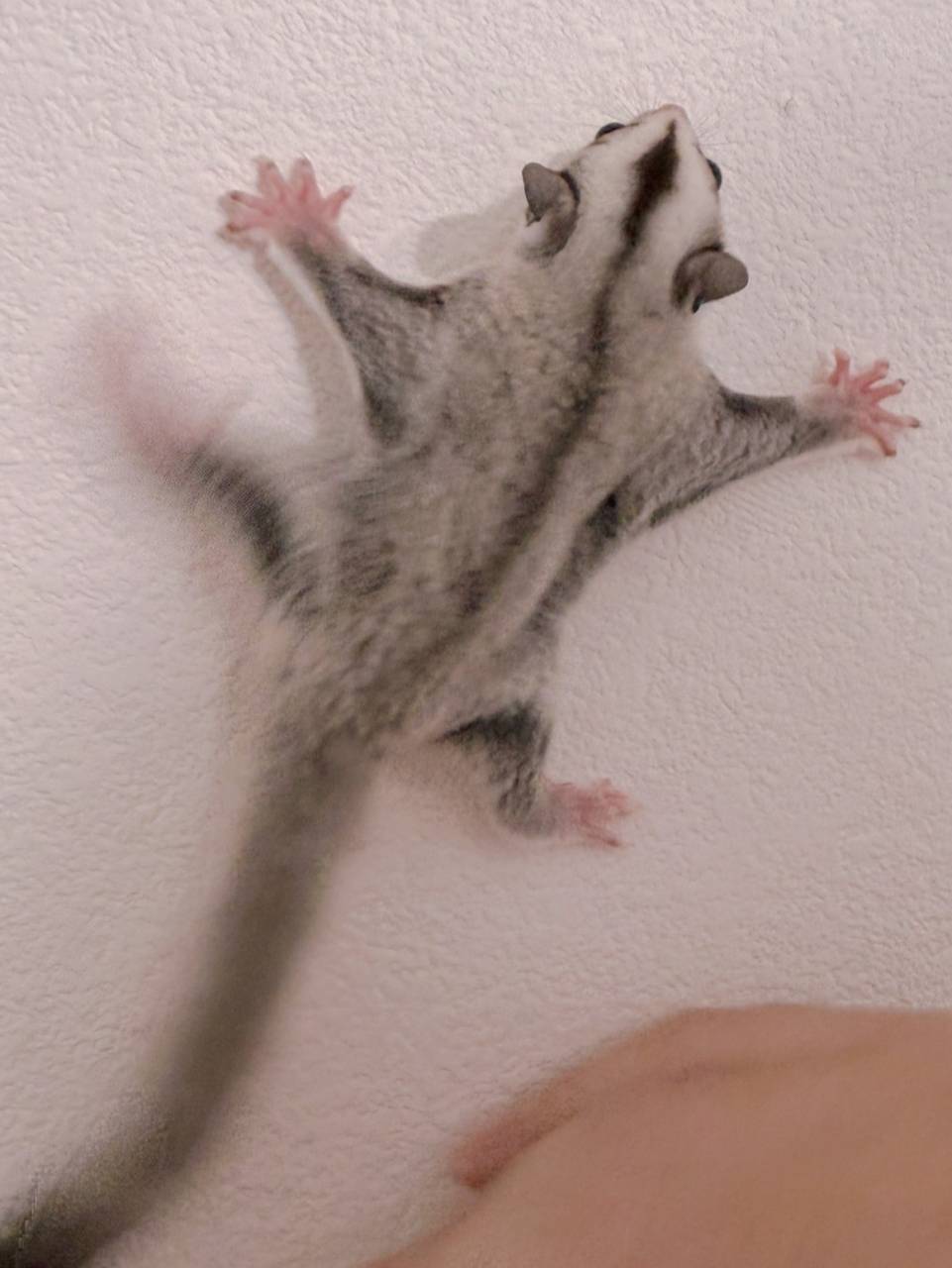 おむかえがきまりました