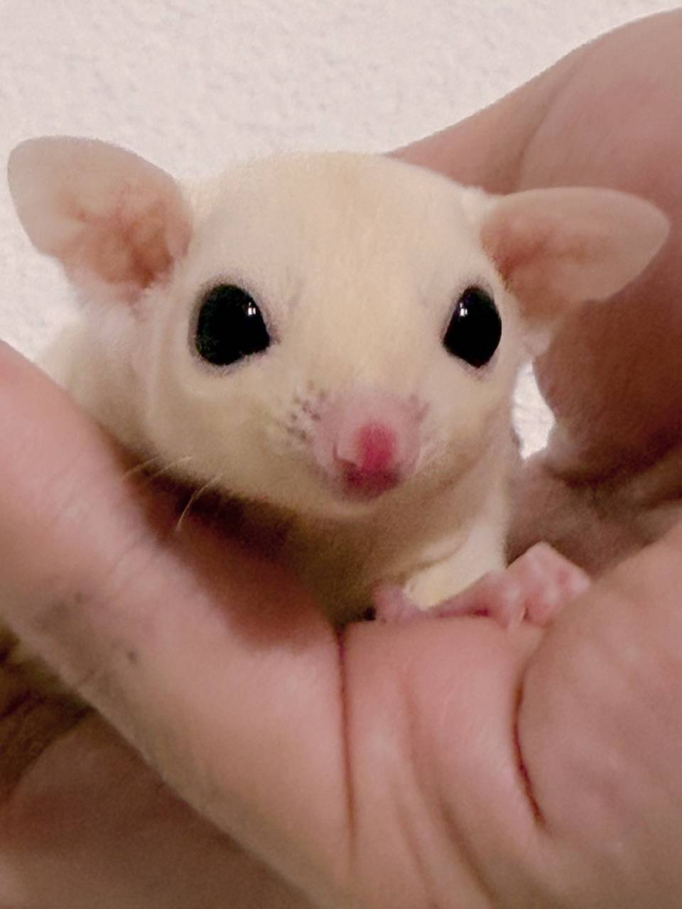 おむかえがきまりました