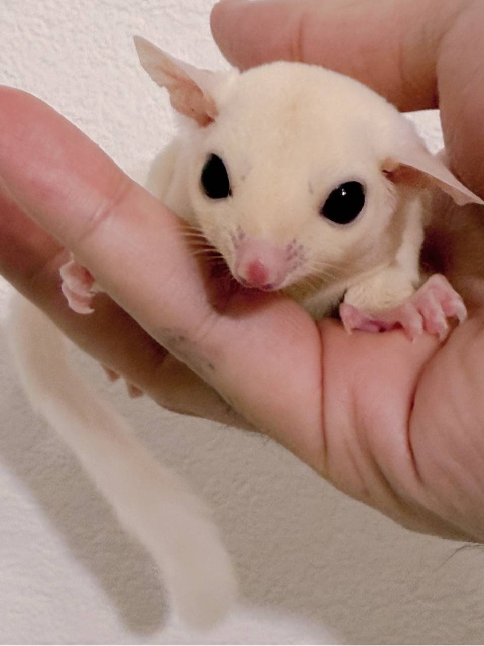 おむかえがきまりました