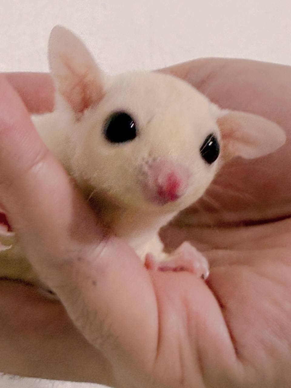 おむかえがきまりました