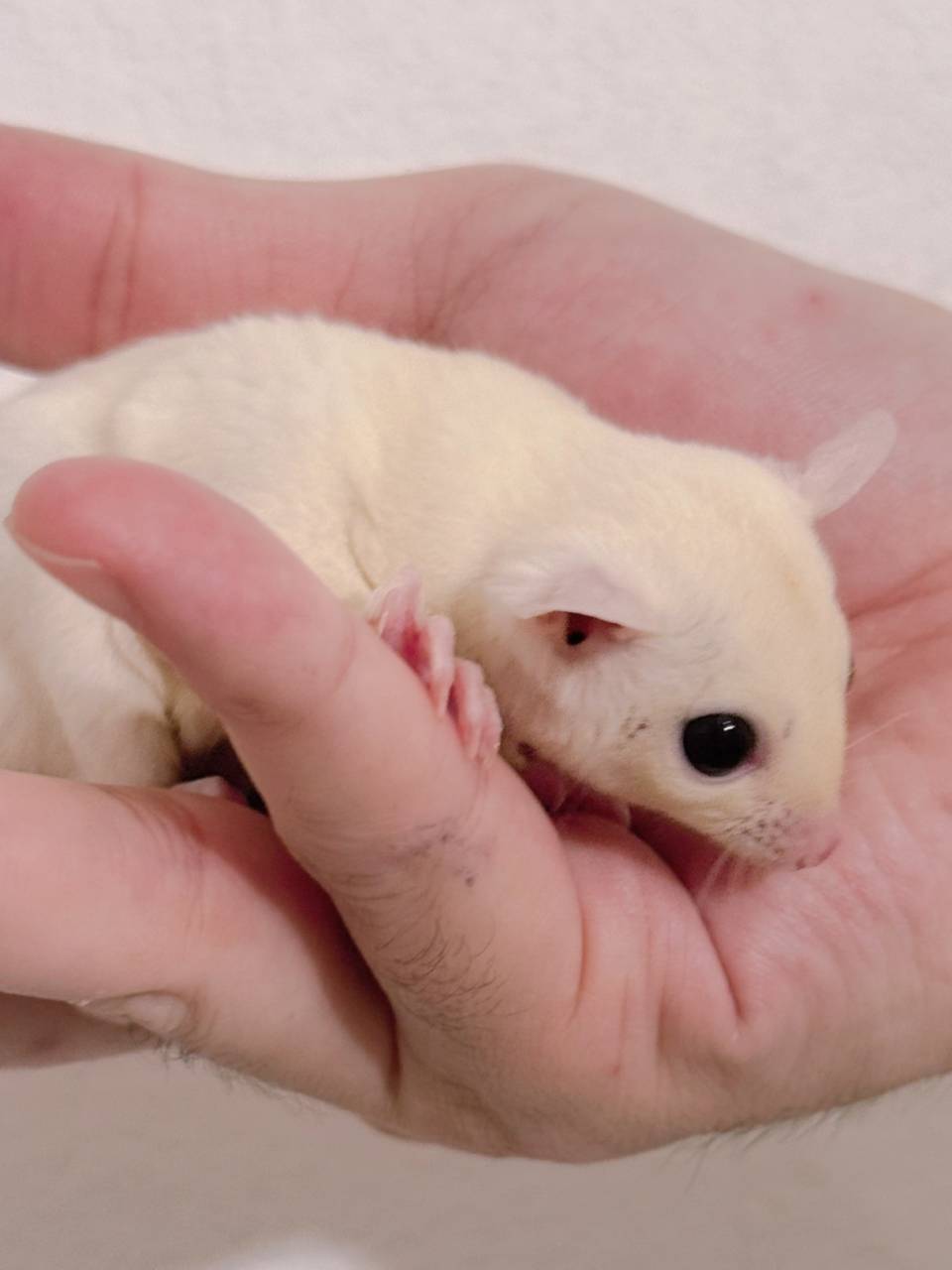 おむかえがきまりました