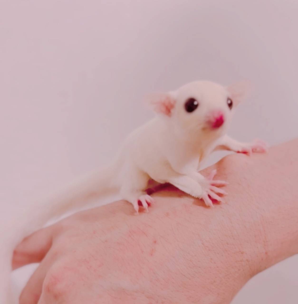 おむかえがきまりました