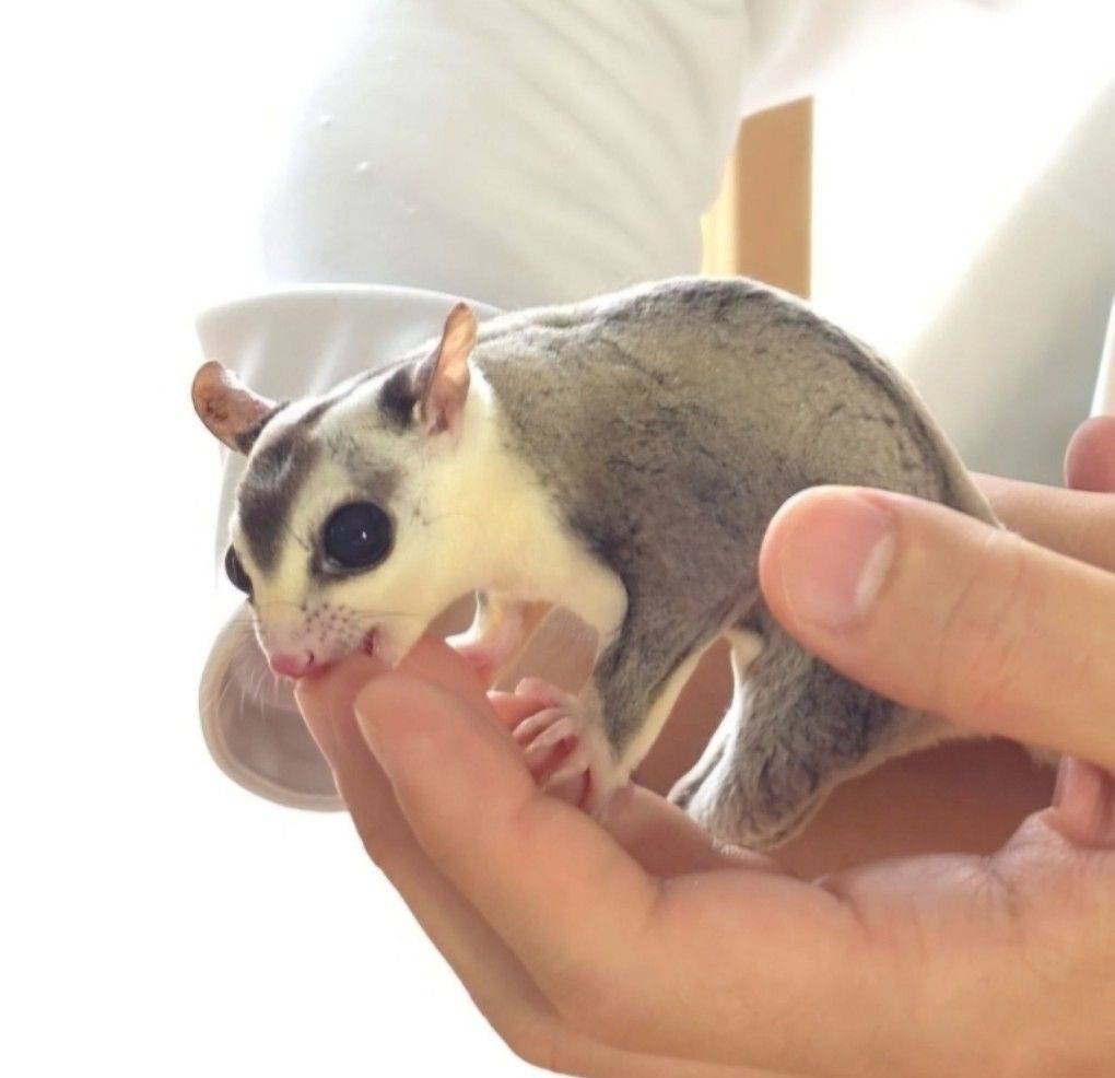 フクロモモンガ　飼育　必要なもの