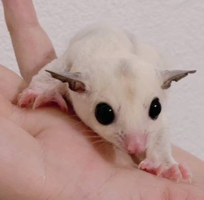 おむかえがきまりました