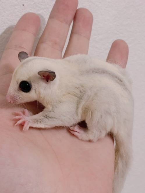 おむかえがきまりました